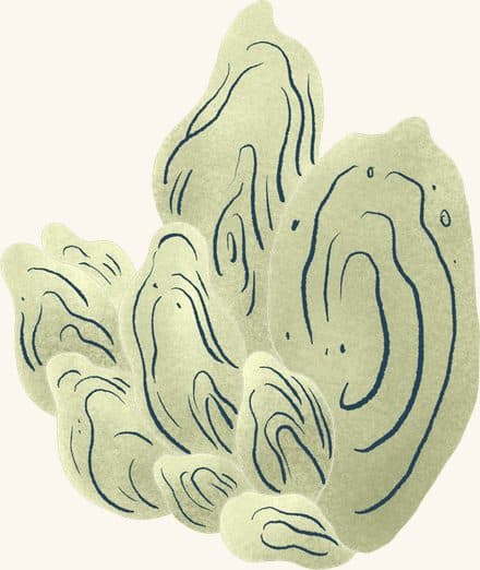 Oyster Clump (tan) — an illustrated motif from the Billion Oyster Project mural
