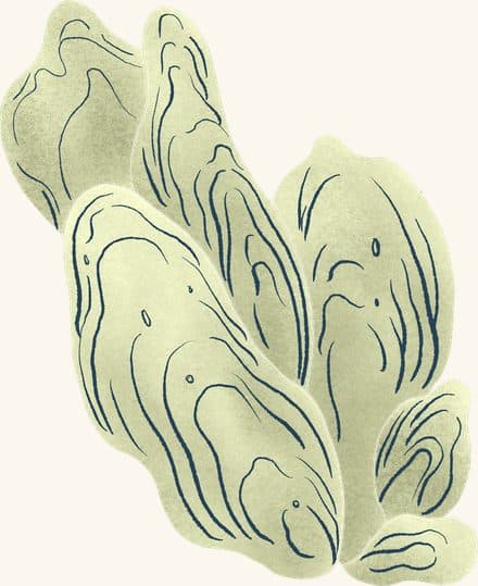 Oyster Clump (tan) — an illustrated motif from the Billion Oyster Project mural