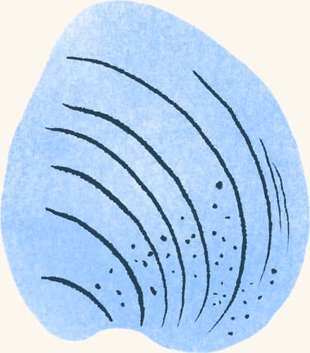 Quahog Clam — an illustrated motif from the Billion Oyster Project mural
