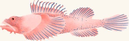 Sculpin — an illustrated motif from the Billion Oyster Project mural