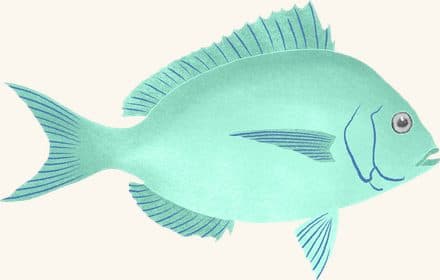 Scup — an illustrated motif from the Billion Oyster Project mural