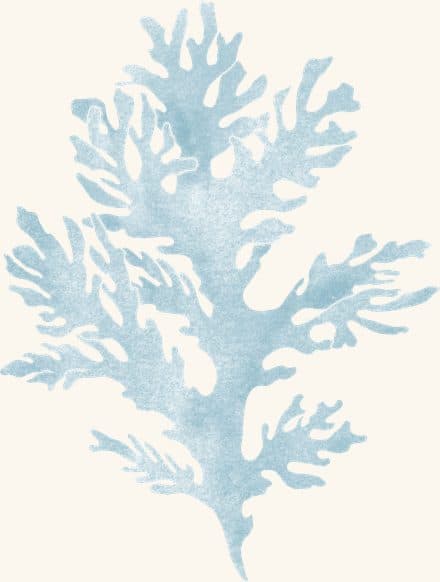 Sea Grass — an illustrated motif from the Billion Oyster Project mural