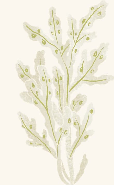Sea Grass — an illustrated motif from the Billion Oyster Project mural
