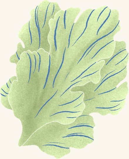 Sea Lettuce — an illustrated motif from the Billion Oyster Project mural