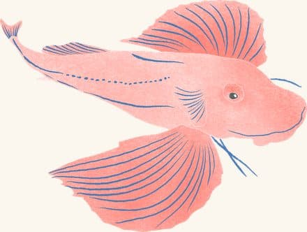 Sea Robin — an illustrated motif from the Billion Oyster Project mural