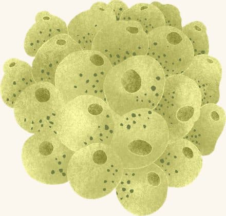 Sea Squirt — an illustrated motif from the Billion Oyster Project mural