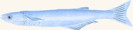 Silverside — an illustrated motif from the Billion Oyster Project mural
