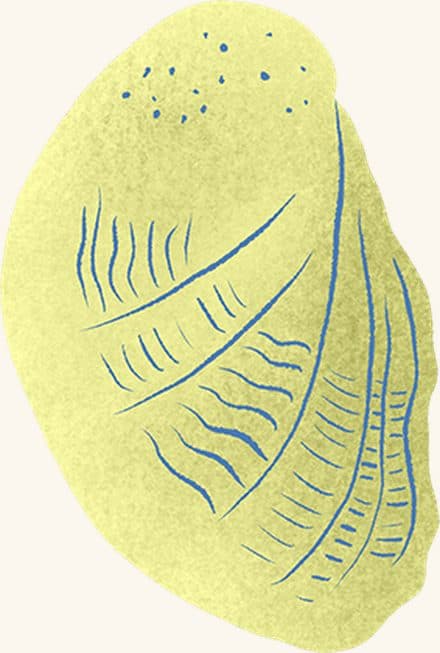 Slipper Snail — an illustrated motif from the Billion Oyster Project mural