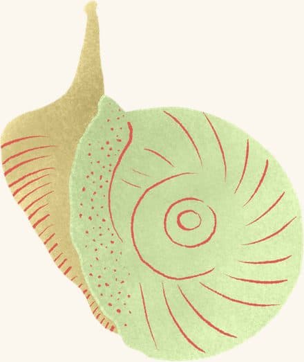 Snail — an illustrated motif from the Billion Oyster Project mural