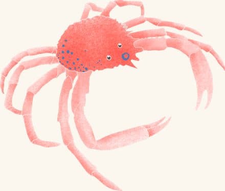 Spider Crab — an illustrated motif from the Billion Oyster Project mural