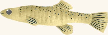 Striped Killifish — an illustrated motif from the Billion Oyster Project mural