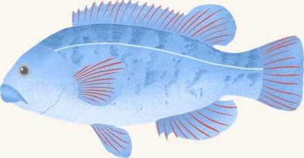 Tautog — an illustrated motif from the Billion Oyster Project mural