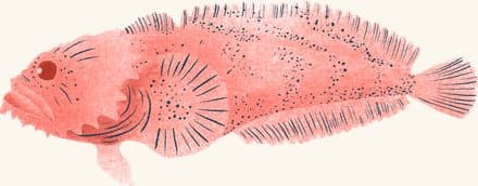 Toadfish — an illustrated motif from the Billion Oyster Project mural