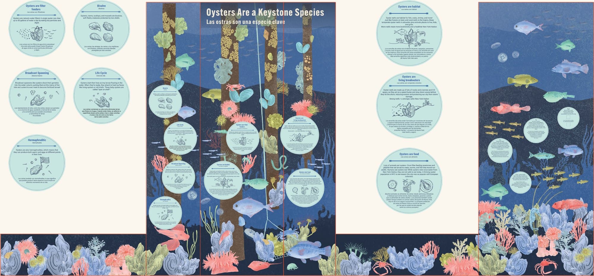 The piling corner mural panels, headed “Oysters Are a Keystone Species”, with illustrated fact bubbles in English and Spanish