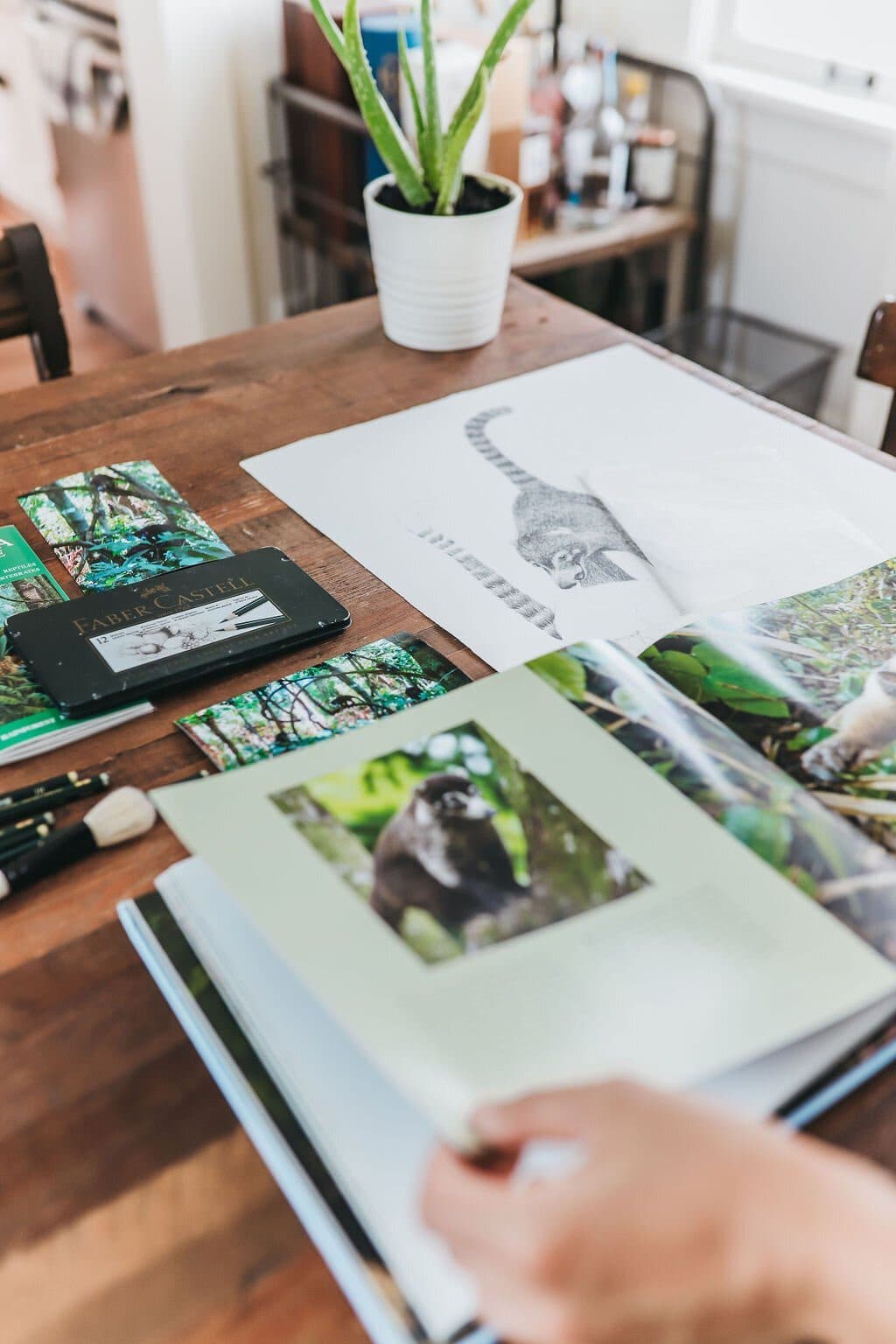 An open wildlife field guide and printed reference photos of monkeys spread across a wooden desk