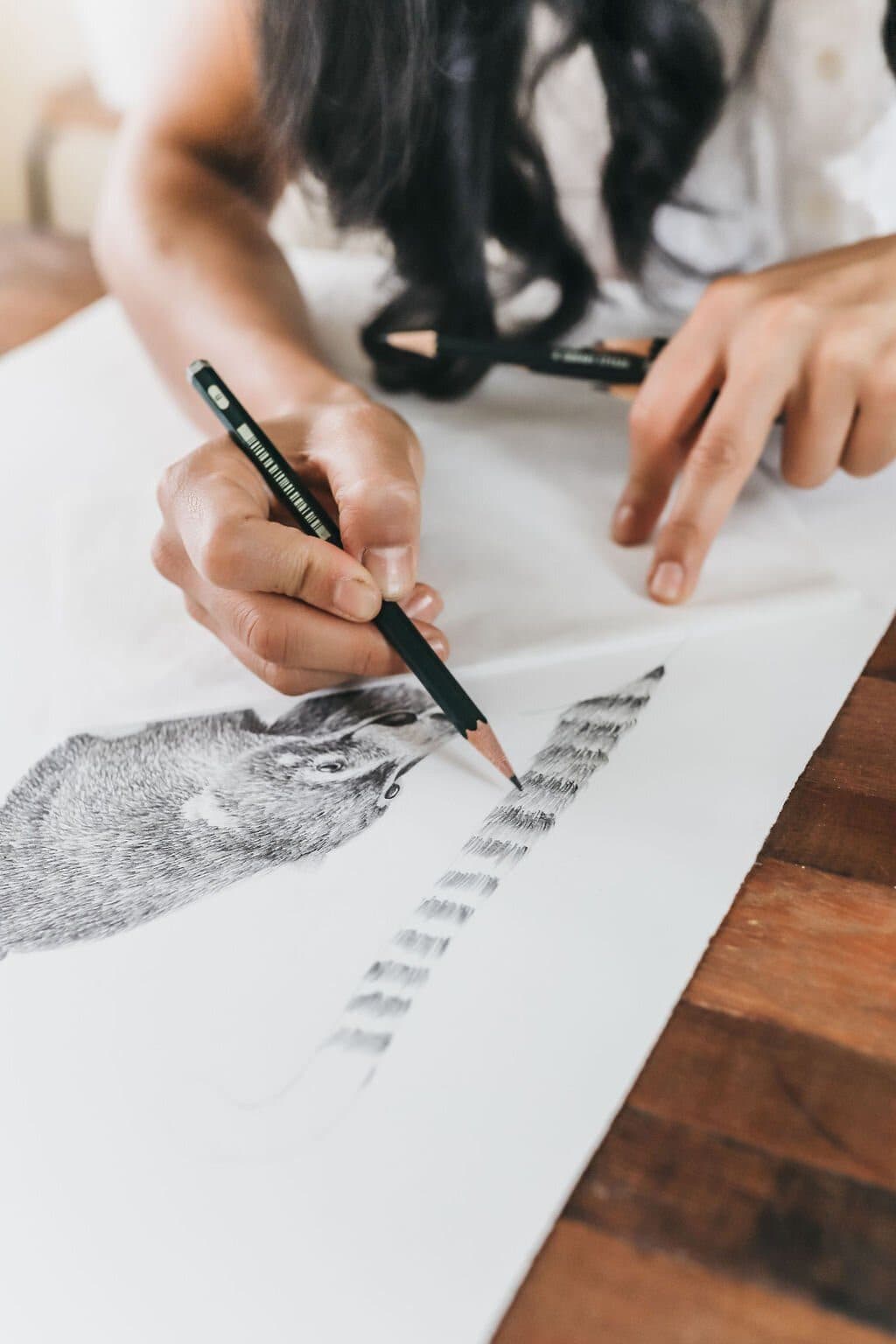 A hand shading a coati's ringed tail in graphite pencil on white paper