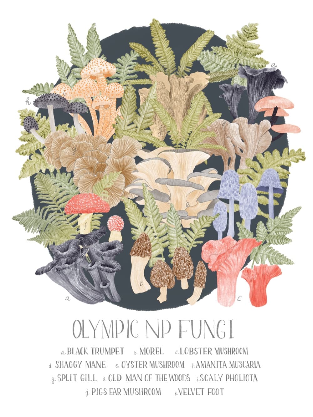 An Olympic National Park fungi field-guide print