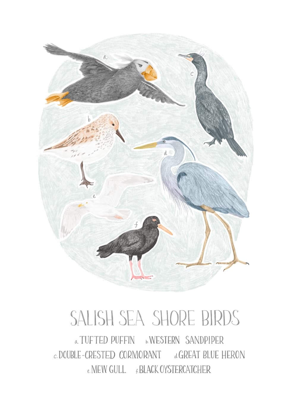 An Olympic National Park shorebirds field-guide print