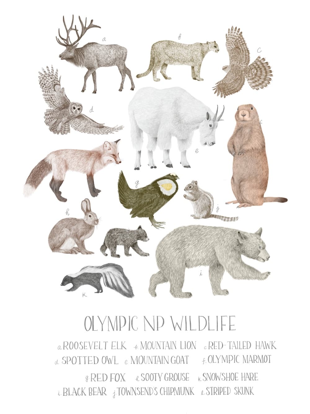 An Olympic National Park wildlife field-guide print
