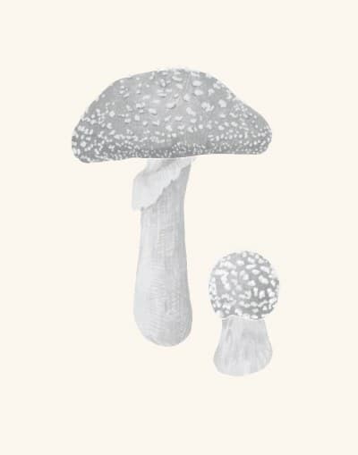 A graphite study of an amanita muscaria mushroom