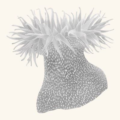 A graphite study of a sea anemone