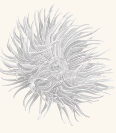 A graphite study of a sea anemone