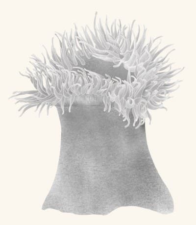 A graphite study of a sea anemone