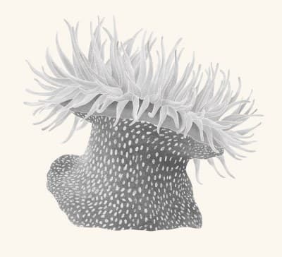 A graphite study of a sea anemone
