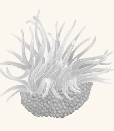 A graphite study of a sea anemone