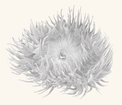 A graphite study of a sea anemone