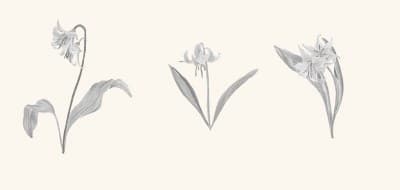 A graphite study of an avalanche lily