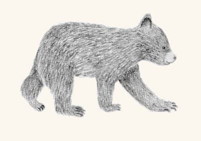 A graphite study of a black bear cub