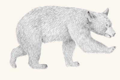 A graphite study of a black bear