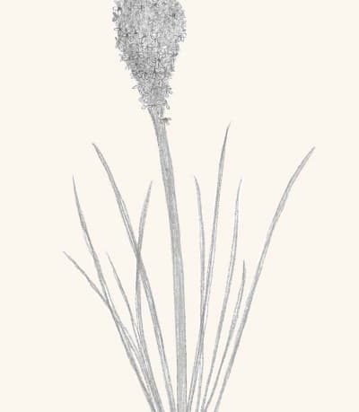 A graphite study of a beargrass