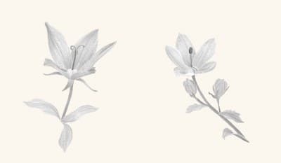 A graphite study of a bellflower