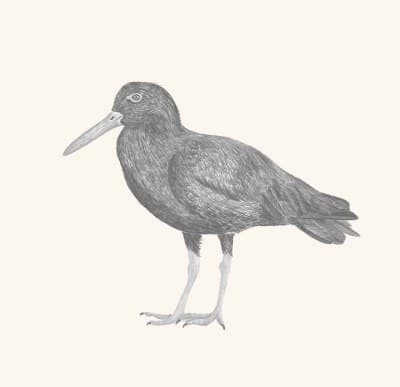 A graphite study of a black oystercatcher