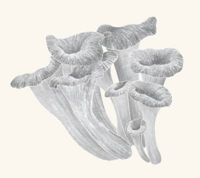 A graphite study of a black trumpet mushroom