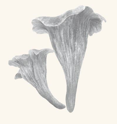 A graphite study of a black trumpet mushroom