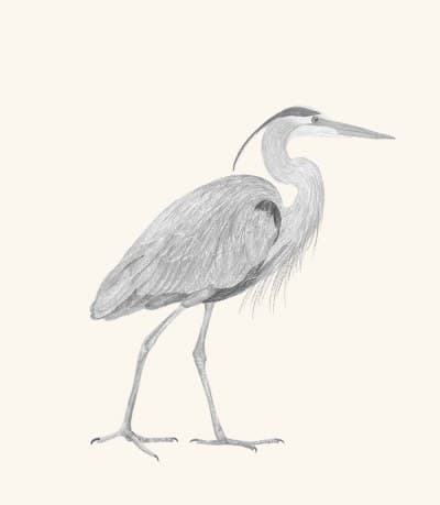 A graphite study of a great blue heron
