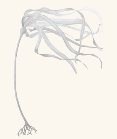 A graphite study of a bull kelp