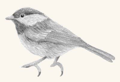 A graphite study of a chickadee