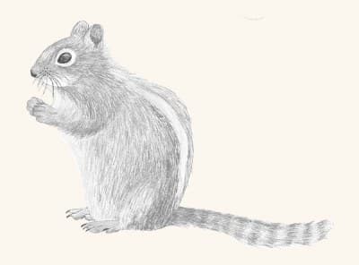 A graphite study of a chipmunk