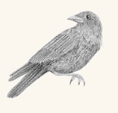 A graphite study of a crow