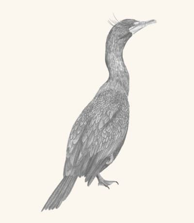 A graphite study of a double-crested cormorant