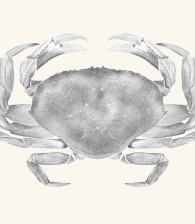 A graphite study of a Dungeness crab