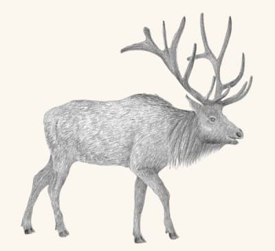 A graphite study of a Roosevelt elk