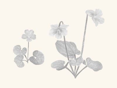 A graphite study of a Flett's violet