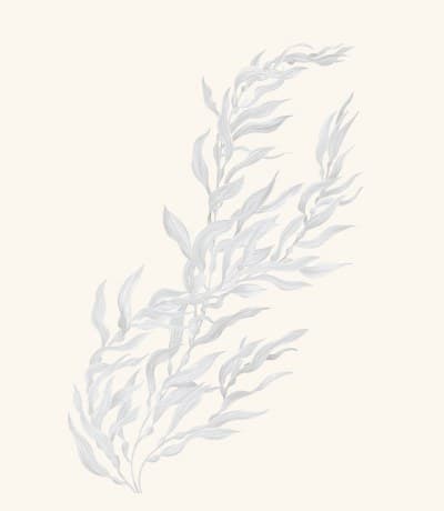 A graphite study of a giant kelp