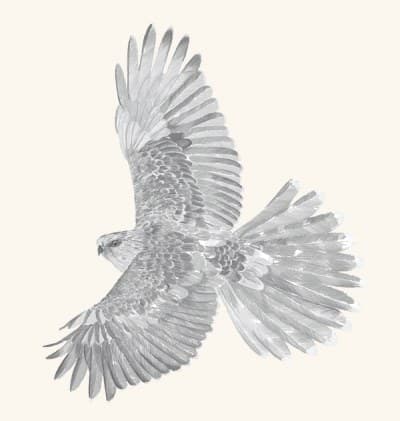 A graphite study of a hawk