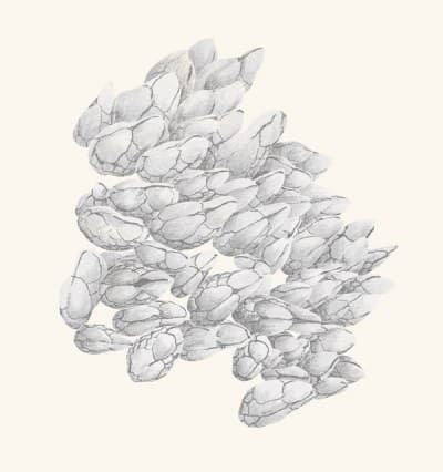 A graphite botanical and wildlife study